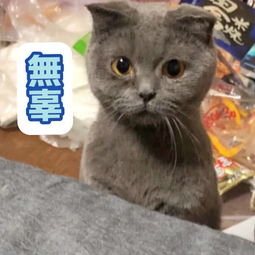  猫奴必备表情包,危险系数极高的噬元兽就快统治地球啦