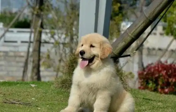  金毛犬,对于一些不太难的动作和技能,还是掌握的比较快的