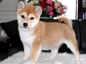  这么好的柴犬,朋友,您确定不点开看一下