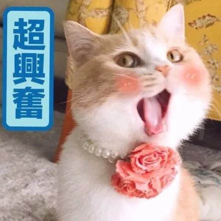 猫可爱表情包橘猫