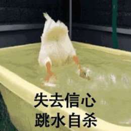  比心鸭子高清无水印图片分享