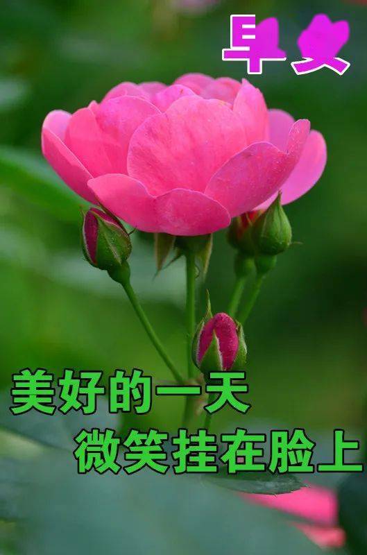  最新早上好带字表情包,祝好友身体健康,笑口常开