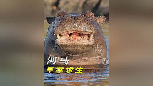  河马翻滚吧马宝宝