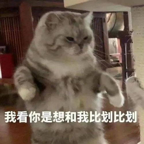  一些奇奇怪怪的猫猫表情包11