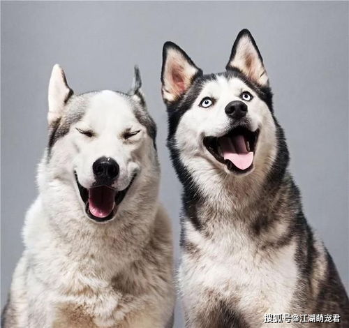  原创文明养犬,狗狗出门戴牵引绳,是宠主的另一种爱