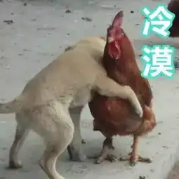  嘿嘿,鸡年就是要用鸡年表情包知道你们想要