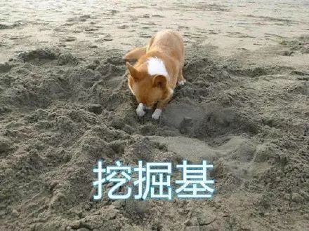  南京百只柯基大聚会跑步基战斗基碎纸基老司基...
