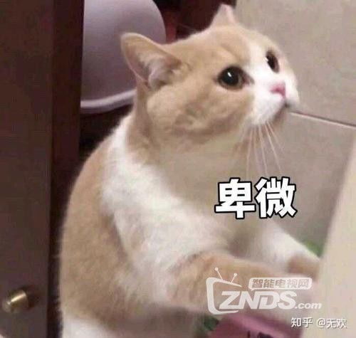 奇怪的知识猫表情包卑微