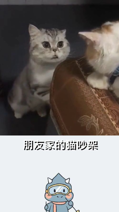  火变全网的表情包,这猫真的太搞笑了