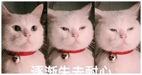  当代职场奇观八零后唯唯诺诺,九零后摸鱼摆烂,零零后整顿职场