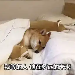  如何把我的狗,培养成全小区最讨喜的仔