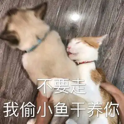  表情包我偷小鱼干养你