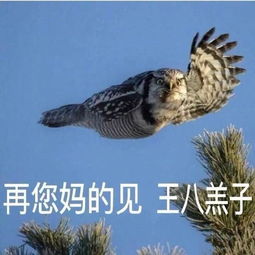  斗图小表情1.17
