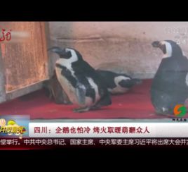  四川企鹅也怕冷烤火取暖萌翻众人
