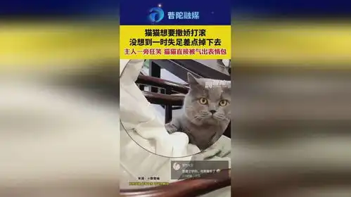 猫猫撒娇打滚失足差点掉下去主人狂笑直接气出表情包