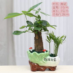  发财树盆栽室内花卉小盆景办公室绿色植物客厅招财金钱树盆栽绿植