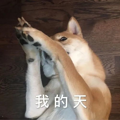  表情包家猫家狗,都有一颗成精的心