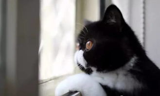  你走后,猫咪是怎样在家等候的