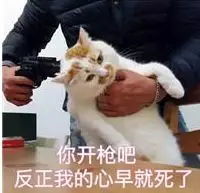  我只是一只小猫咪啊为什么人们试图与动物说话