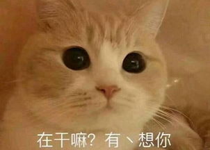  小猫咪教你做人表情你可拉倒吧,不把我放在第1位,就拜拜