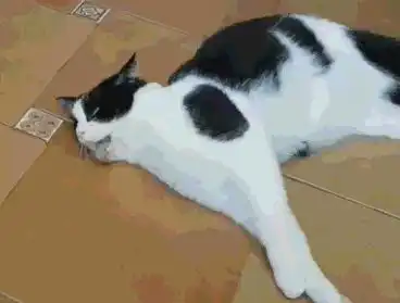  猫咪好奇桌子上的清凉油,一番折腾到手后闻了闻,结果主人笑翻了