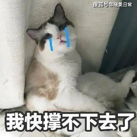  成功美女妈妈的致富朋友圈,孩子同学的妈妈被坑惨,1800万打水漂