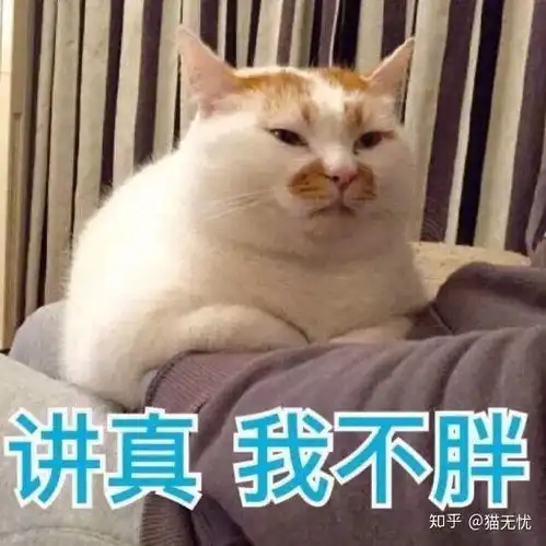  猫应该多久吃一次猫罐头,一次吃多少
