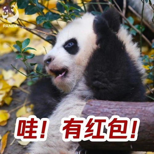  世界表情符号日网络社交时代,为什么需要表情包