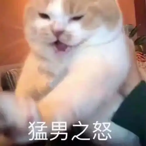  可爱小猫表情包你是猪,我不要理你