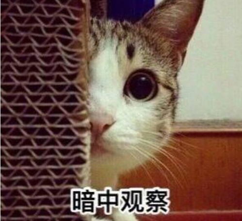  所爱隔山海,山海皆可平,既然不能奔现,就让我们三界打卡