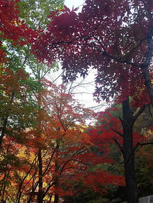  本溪关门山赏枫叶一日游