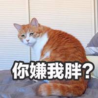 微信头像女士专用猫咪好