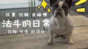  六黑抬棺rgb特供版