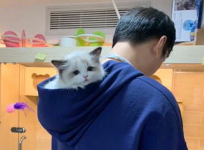  王思聪动物园再添新丁,买了一只范冰冰同款布偶猫