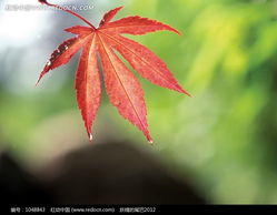  红色枫叶特写图片1048843陆地动物