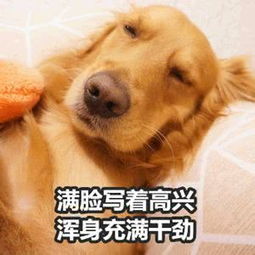  想和你聊天,然后收你的表情包