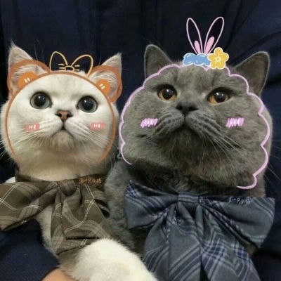  池乔爬爬可爱橘色猫猫情头自加情侣头像我要个性网