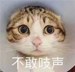  ptsd梗介绍ptsd什么意思