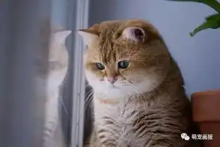  思考猫生的黄胖子,想得脑袋都大了