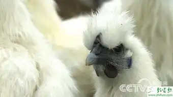  陈善梅养鸡致富六旬妈妈的财富让你想不到