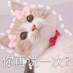  2018qq带字头像可爱猫咪呆萌搞笑梦里不知身是客一晌贪欢