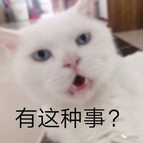 猫咪恶搞表情包养猫