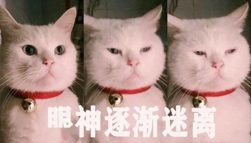 猫咪恶搞表情包斗鸡眼
