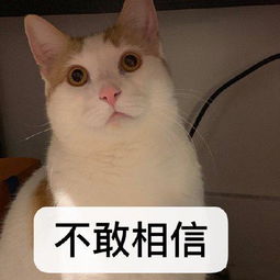  目光呆滞的表情包合集