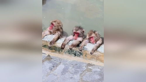  猴子集体泡温泉,表情很享受网友活的还不如猴