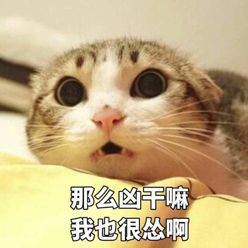 草莓酱表情包猫咪