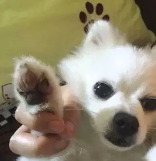  高温路面就是铁板烧,遛狗小心它们的脚掌