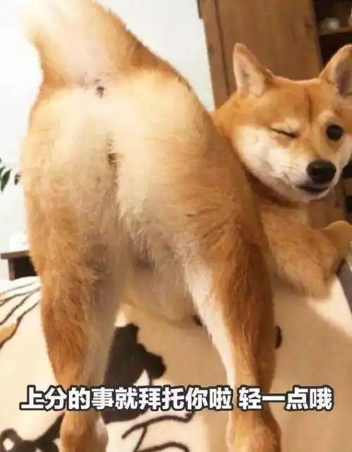  合集汪星人表情包
