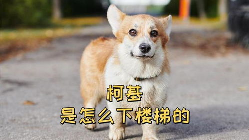  柯基是怎么下楼梯的呢最后一个狗生赢家