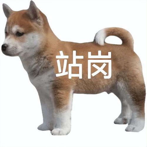  不会吧不会还有人没见过站岗狗狗表情包吧